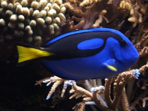 Dory Blue Tang Fish 