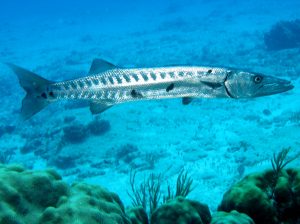 great barracuda fish 