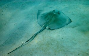 Stingray fish caribbean