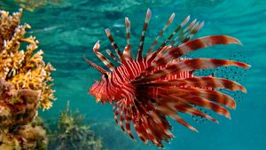 lionfish in caribbean