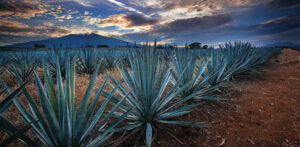 Agave Tequila