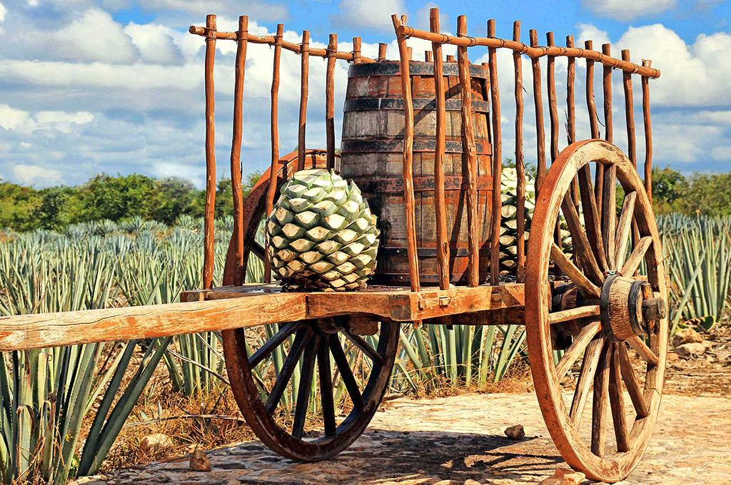 All about Tequila at Costa Maya