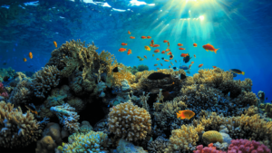 The Reef in Mahahual is the world’s second largest coral reef.