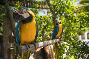 Hermosas Aves en Aviarius Costa Maya México