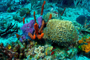 visit the second largest Reef in the world in Mahahual